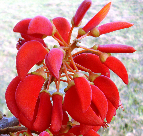 erythrina falcata